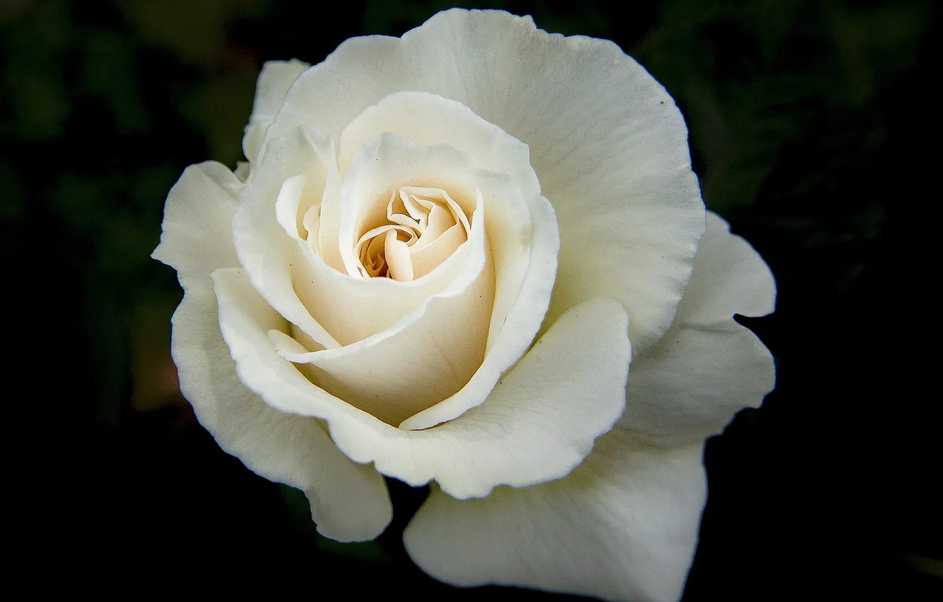 Фото обои white, black, rose flower
