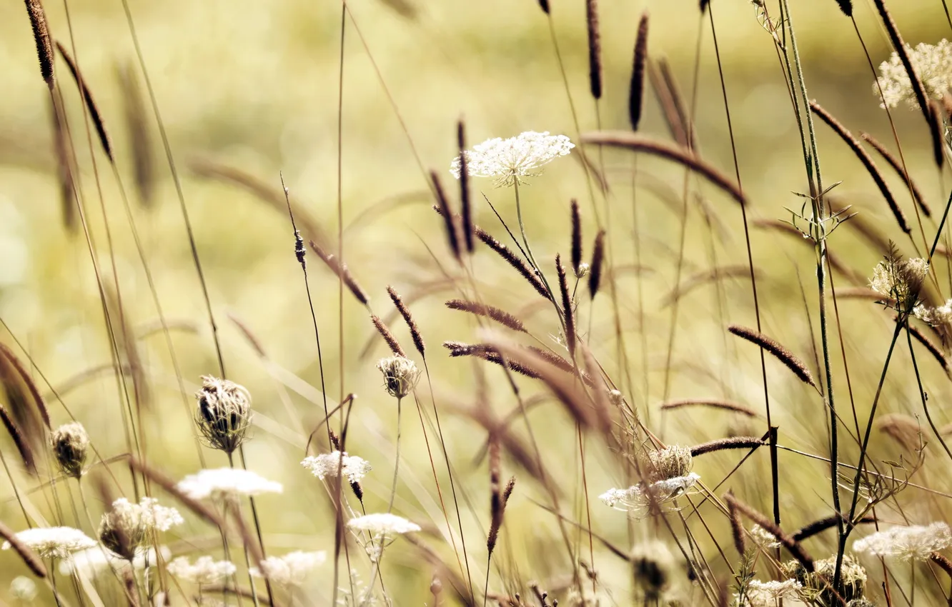 Фото обои поле, лето, трава, природа