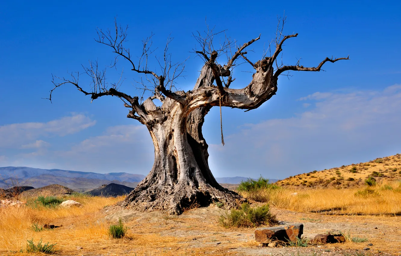 Фото обои дерево, пустыня, Природа, коряга