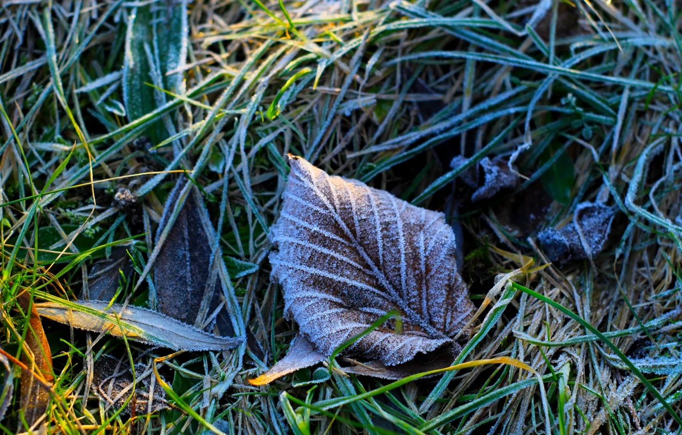 Фото обои leaf, cold, hoarfrost