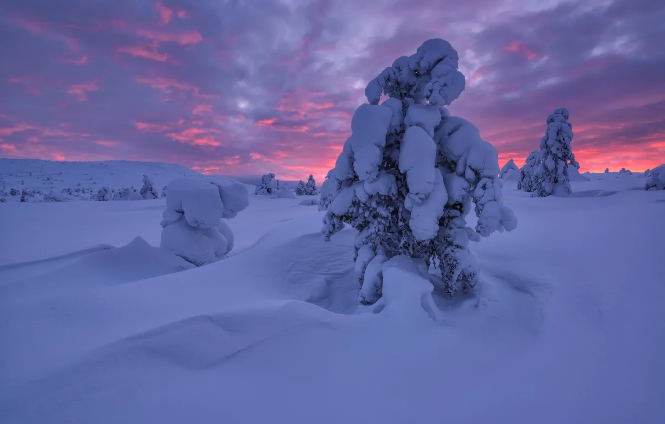 Фото обои зима, снег, деревья, пейзаж, природа, рассвет, ели, Кольский полуостров