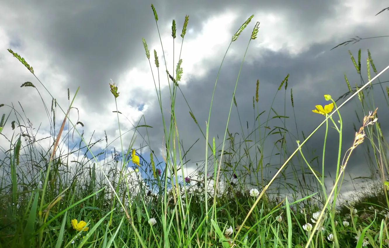Фото обои поле, лето, небо, трава, тучи, природа, green, summer