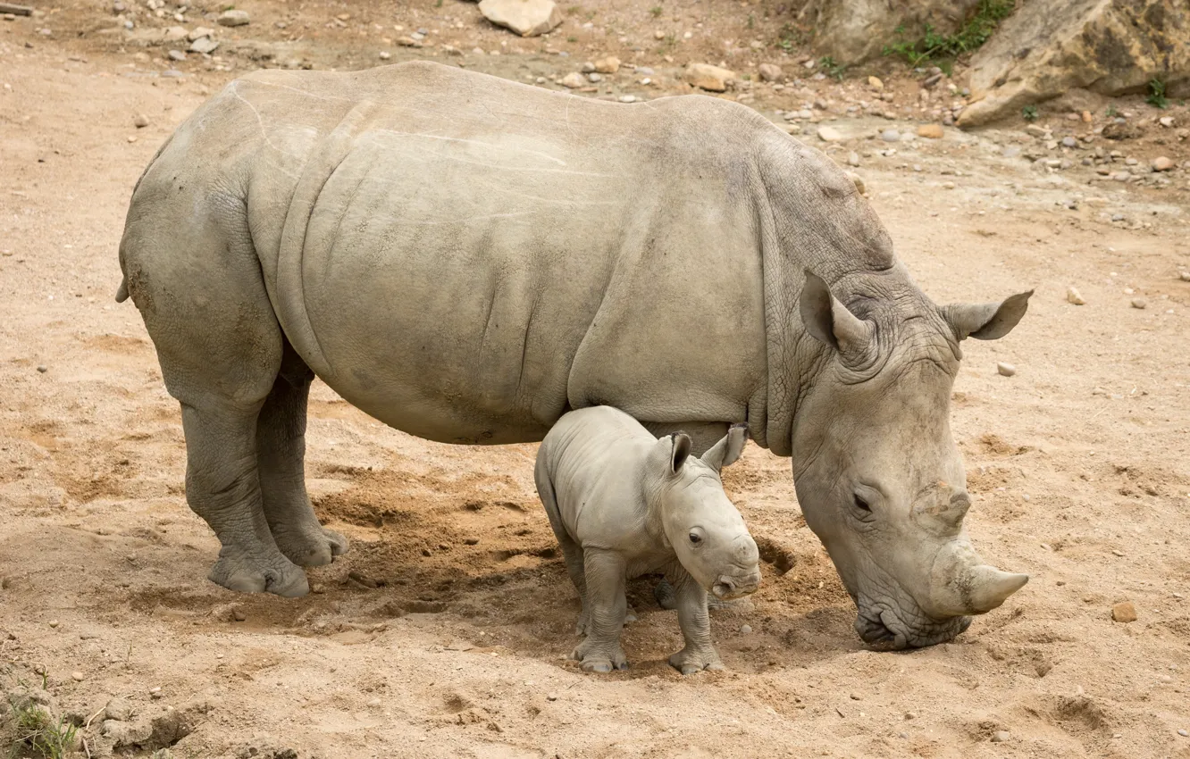 Фото обои природа, фон, носороги