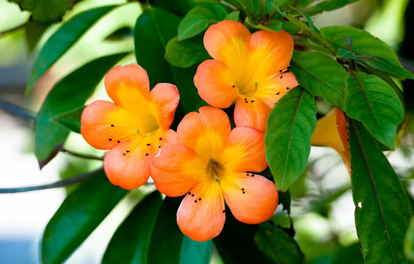 Фото обои Цветы, Растение, Лепестки, Ораньжевые Цветочки, Flowers