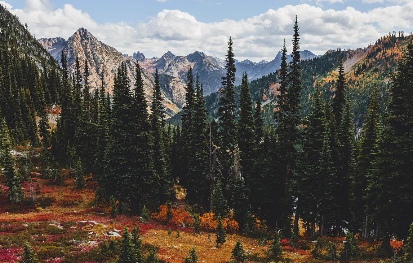 Фото обои осень, лес, горы, природа