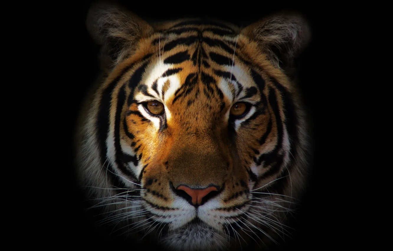 Фото обои морда, тигр, портрет