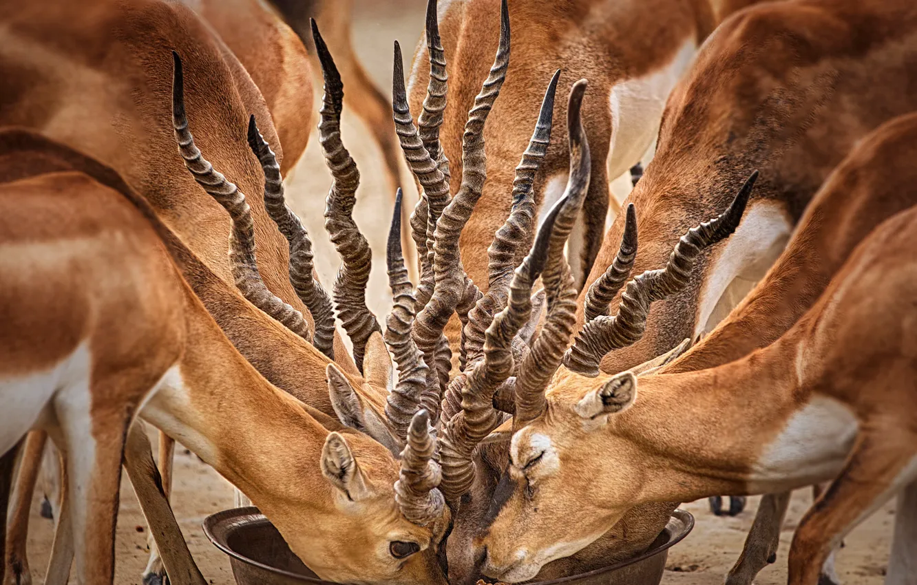 Фото обои пустыня, миска, антилопы