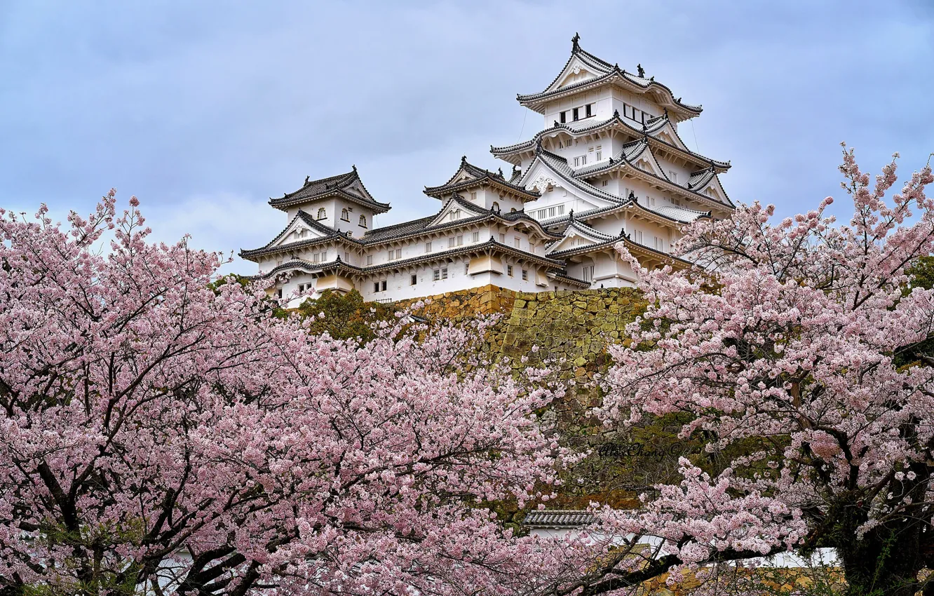 Фото обои замок, Япония, сакура, пагода, архитектура, Химедзи