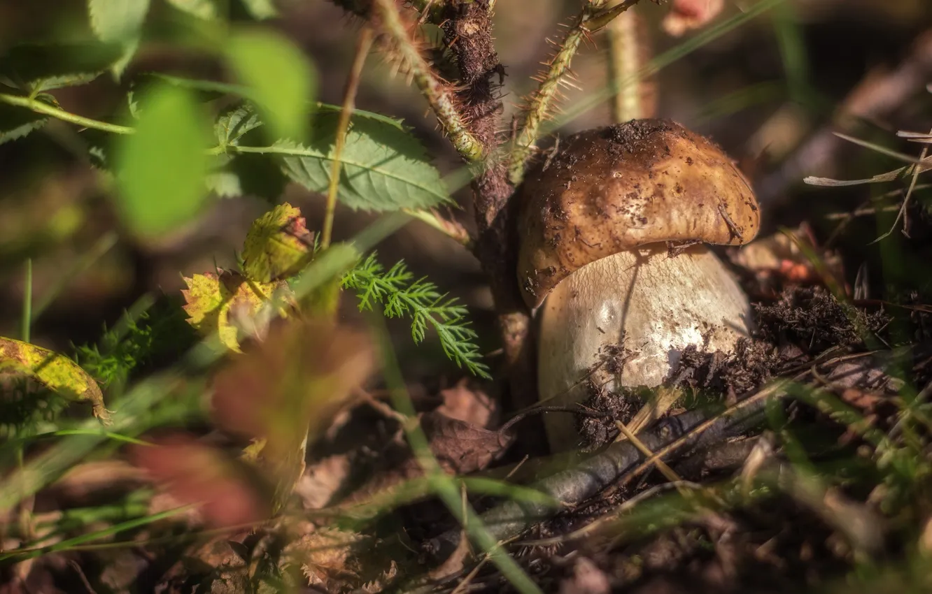 Фото обои трава, гриб, малыш, боровик