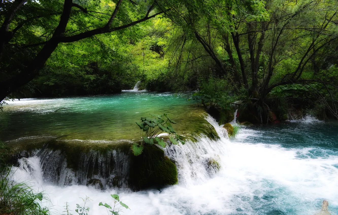 Фото обои лес, деревья, река, поток, хорватия, пороги, Croatia