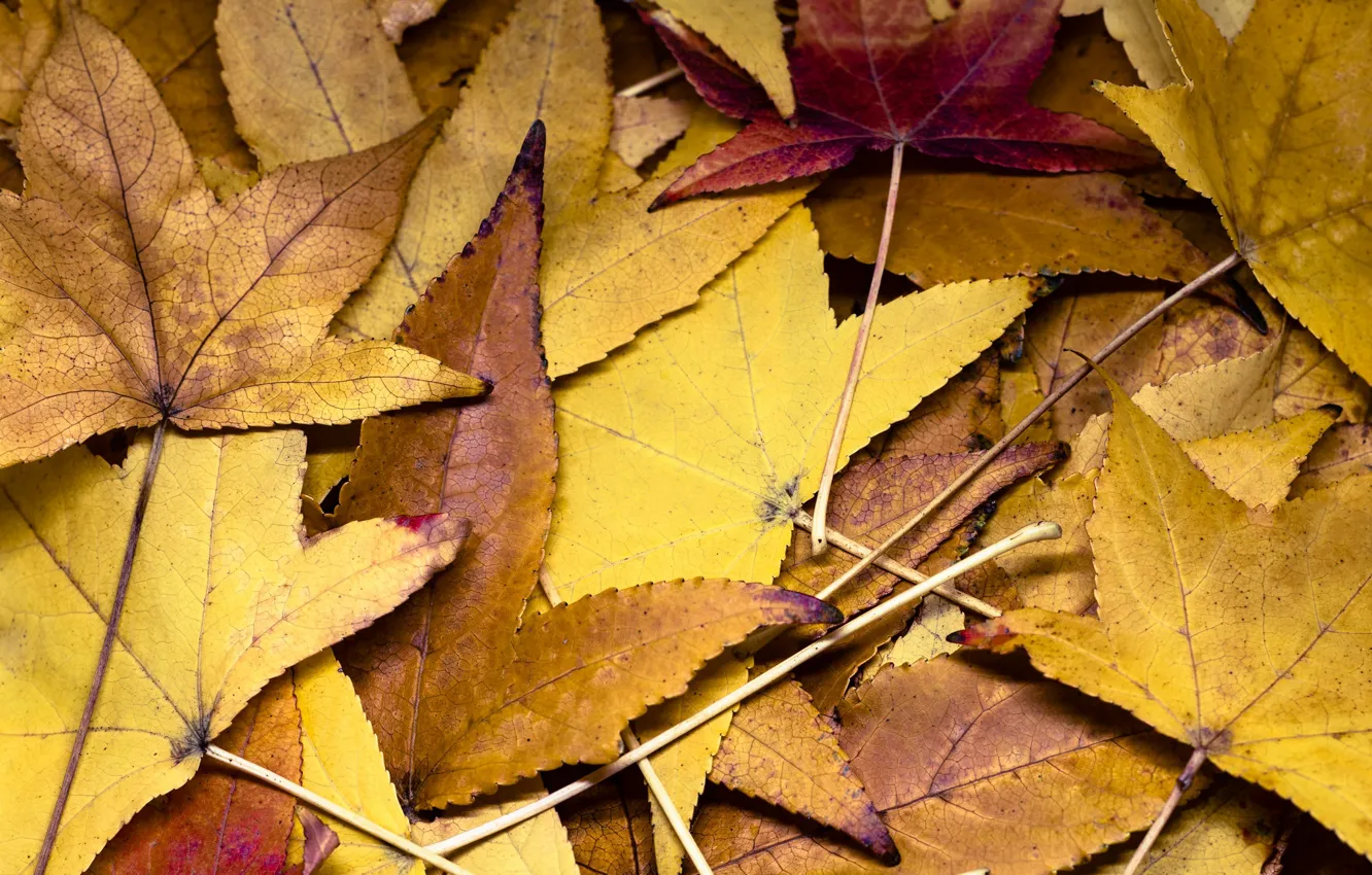 Фото обои осень, листья, текстура, Fleur Walton