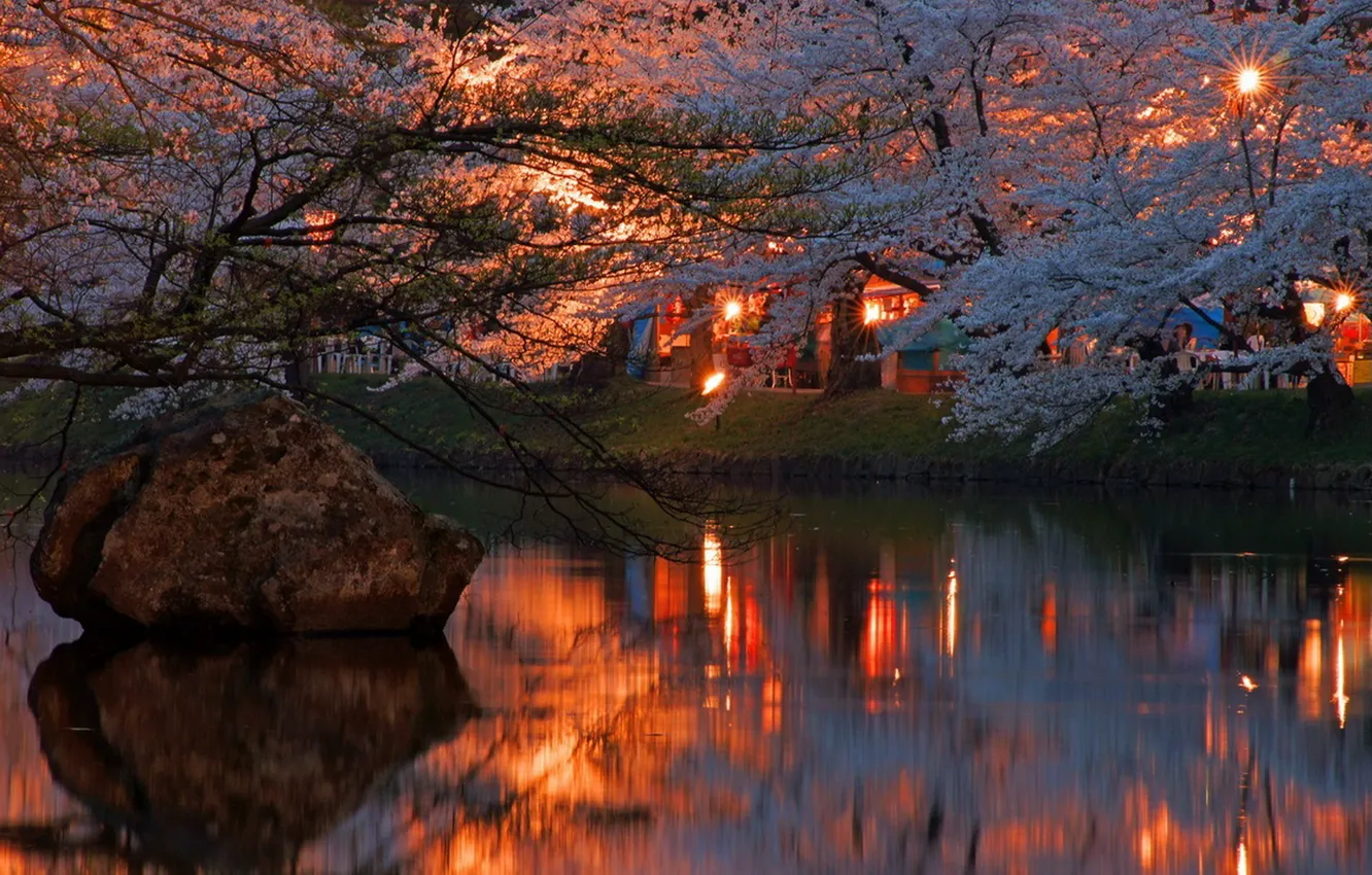 Фото обои огни, река, вечер, сакура, Japan, цветение