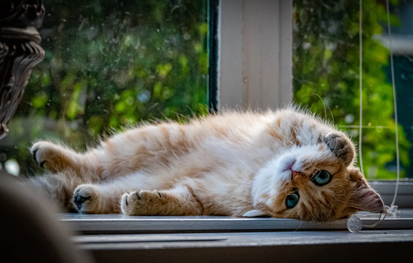 Фото обои зелень, кошка, взгляд, стекло, поза, котенок, лапки, окно