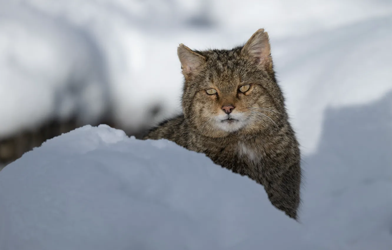Фото обои зима, снег, мордашка, сугроб, дикая кошка, Лесной кот