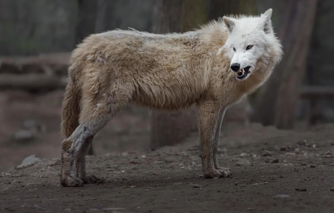 Фото обои nature, face, animal, wolf, wildlife, head, fur, mammal