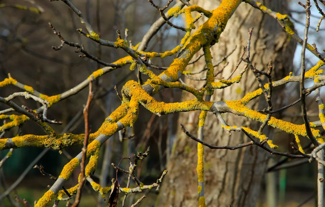 Фото обои tree, moss, twigs