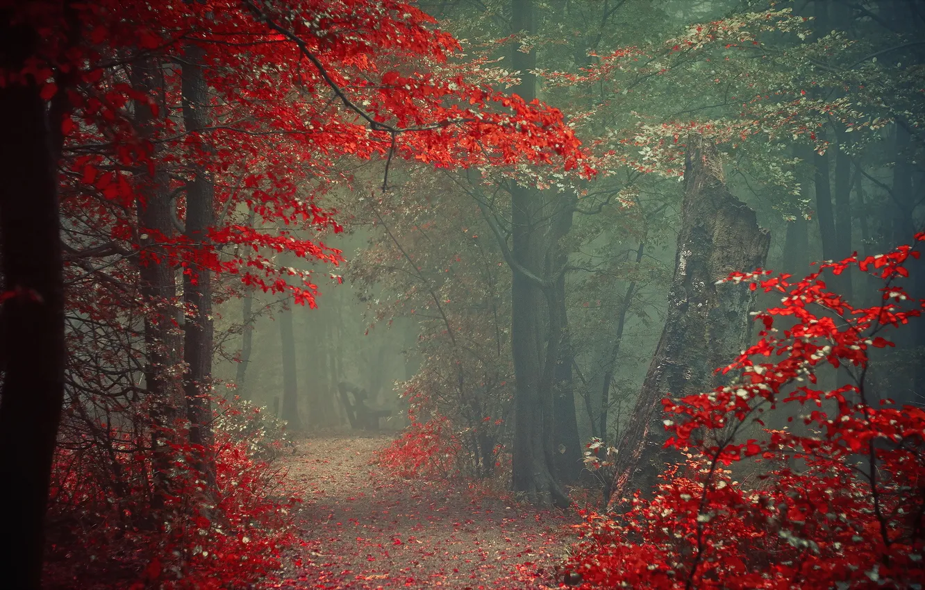Фото обои осень, природа, туман, парк