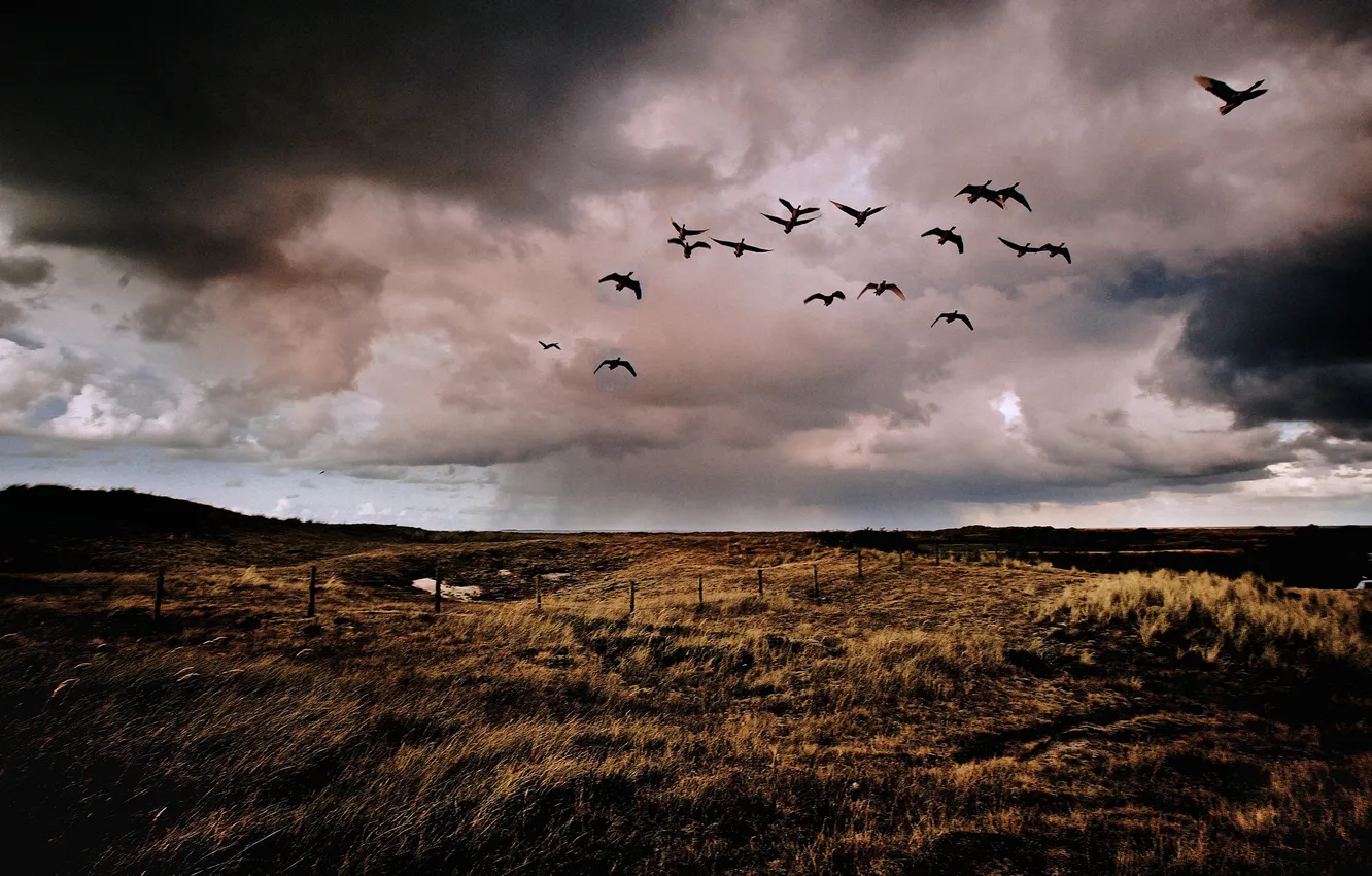 Фото обои поле, дождь, забор, утки, ферма, серые облака