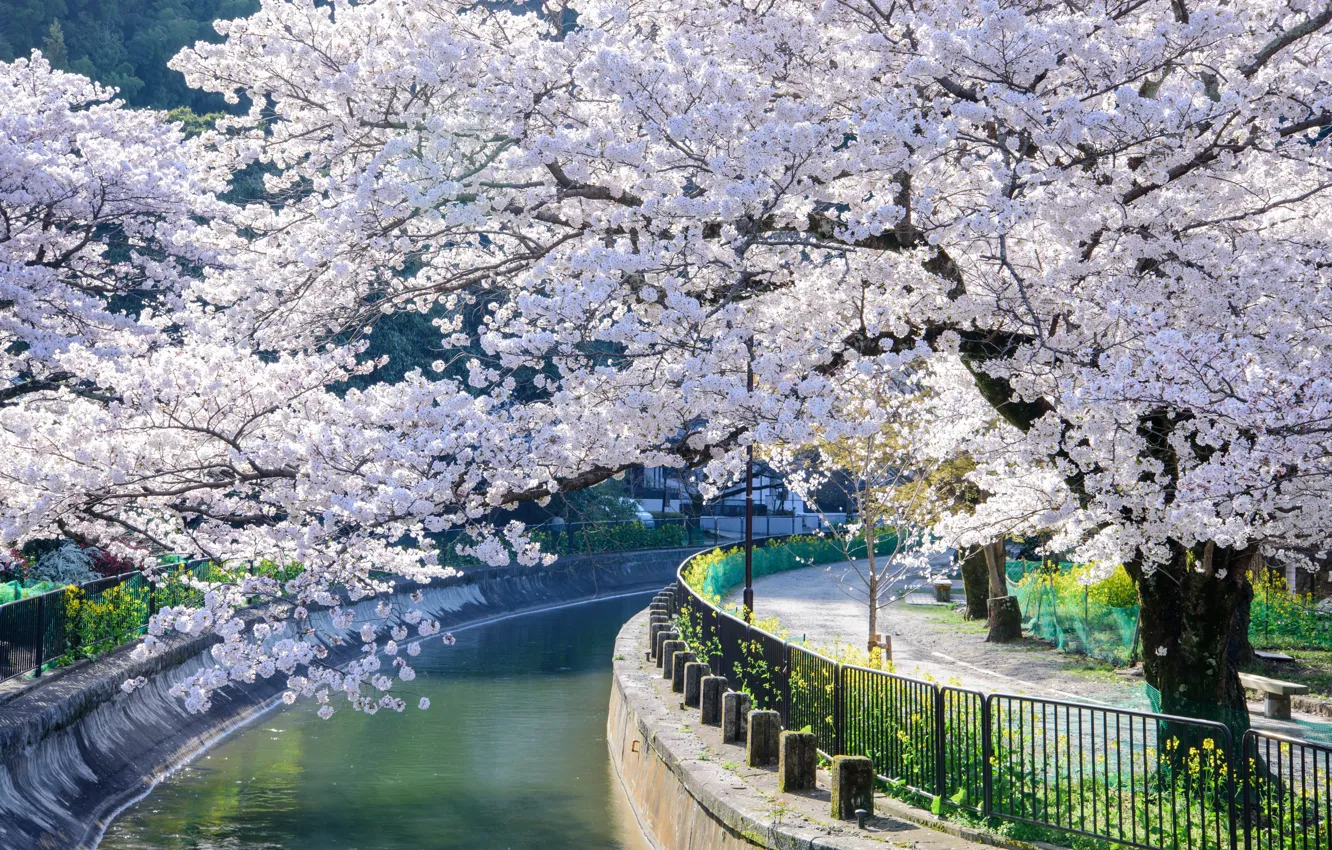 Фото обои Дерево, Весна, Сакура, Япония, Канал, Киото, Цветение, Ямасина