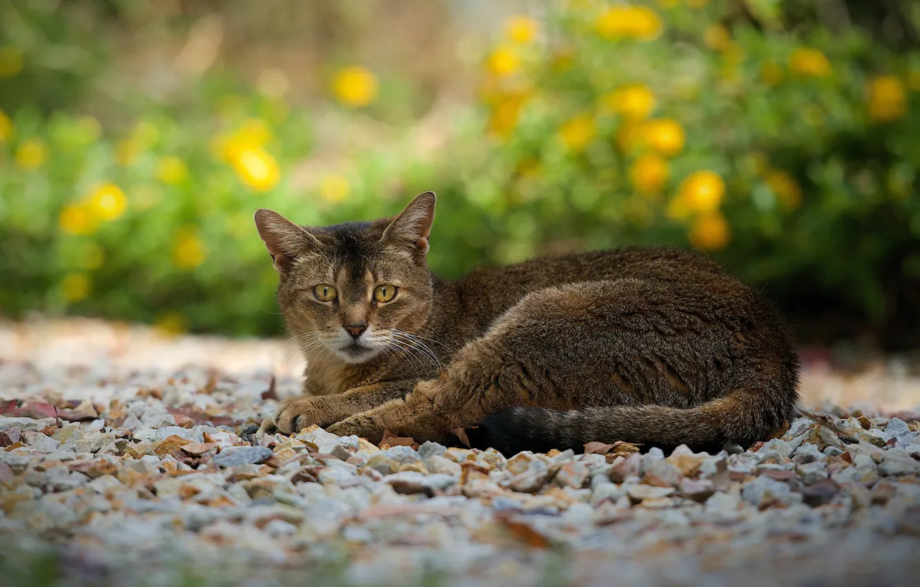 Фото обои кошка, взгляд, отдых, дорожка, камешки, серо-коричневая