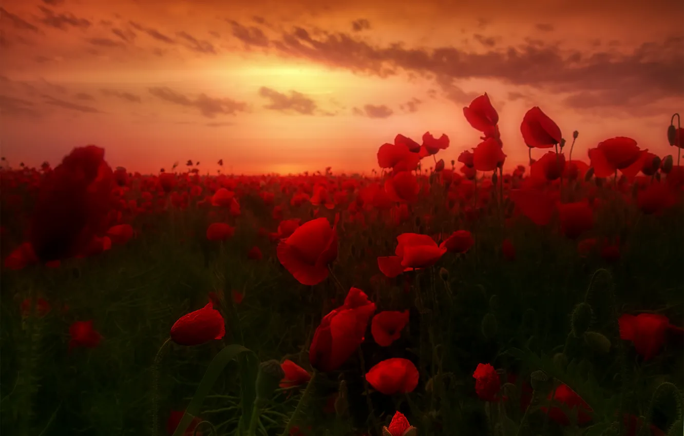 Фото обои рассвет, маки, dawn, poppies, маковое поле, poppy field