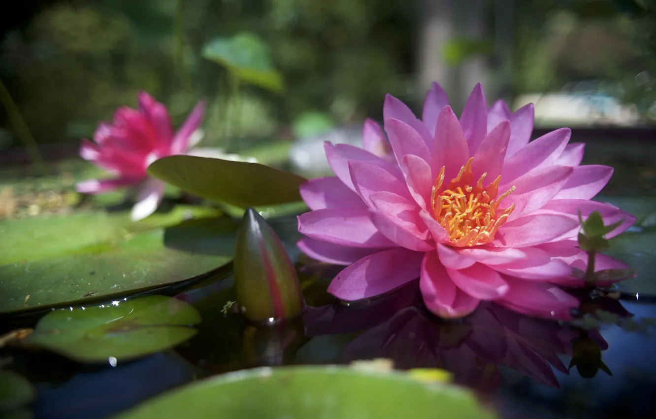 Фото обои розовый, нимфея, водяная лилия