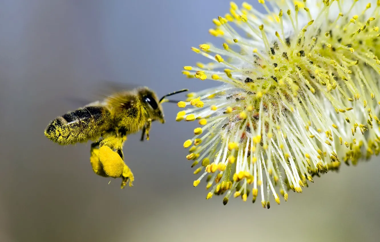 Фото обои цветок, пчела, опыление