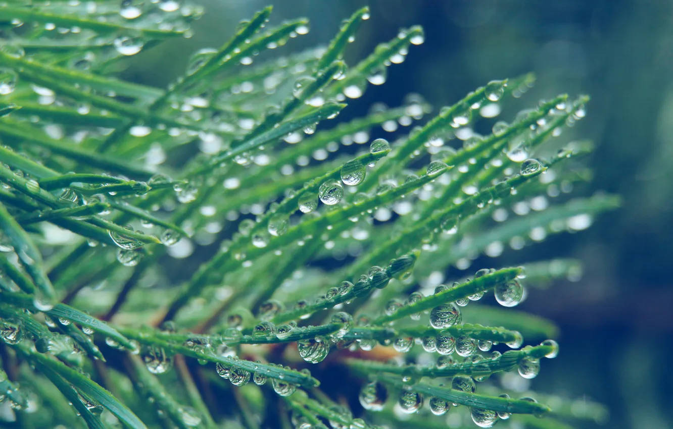 Фото обои water, drops, pine, twig