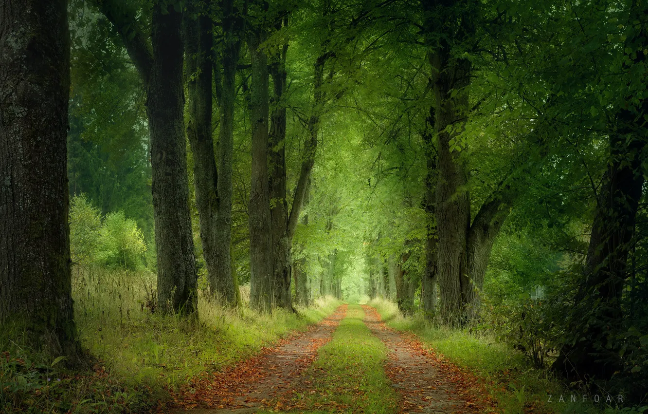 Фото обои дорога, лес, деревья, пейзаж, природа, Чехия