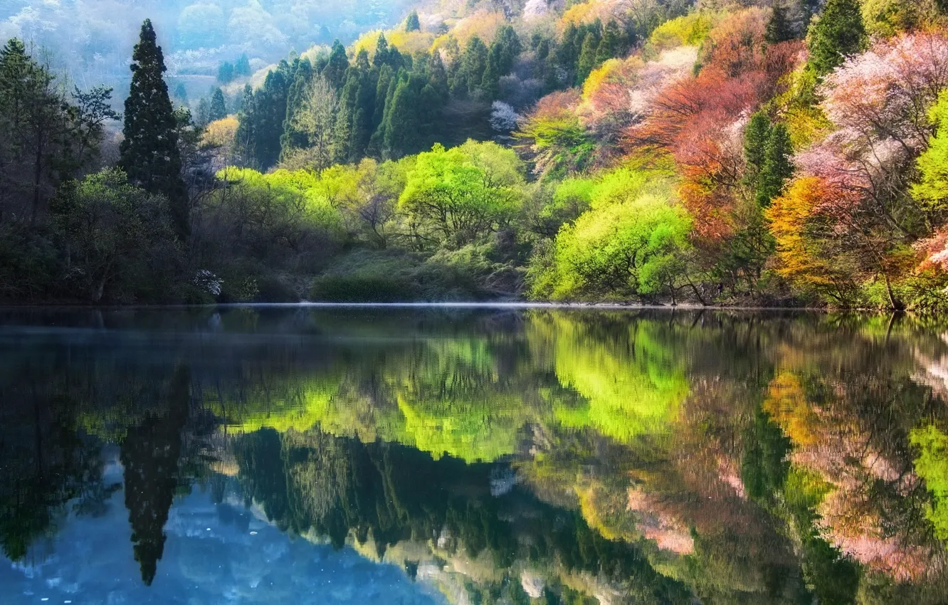 Фото обои деревья, природа, озеро, весна, Южная Корея, 대한민국, 전라남도, 全羅南道