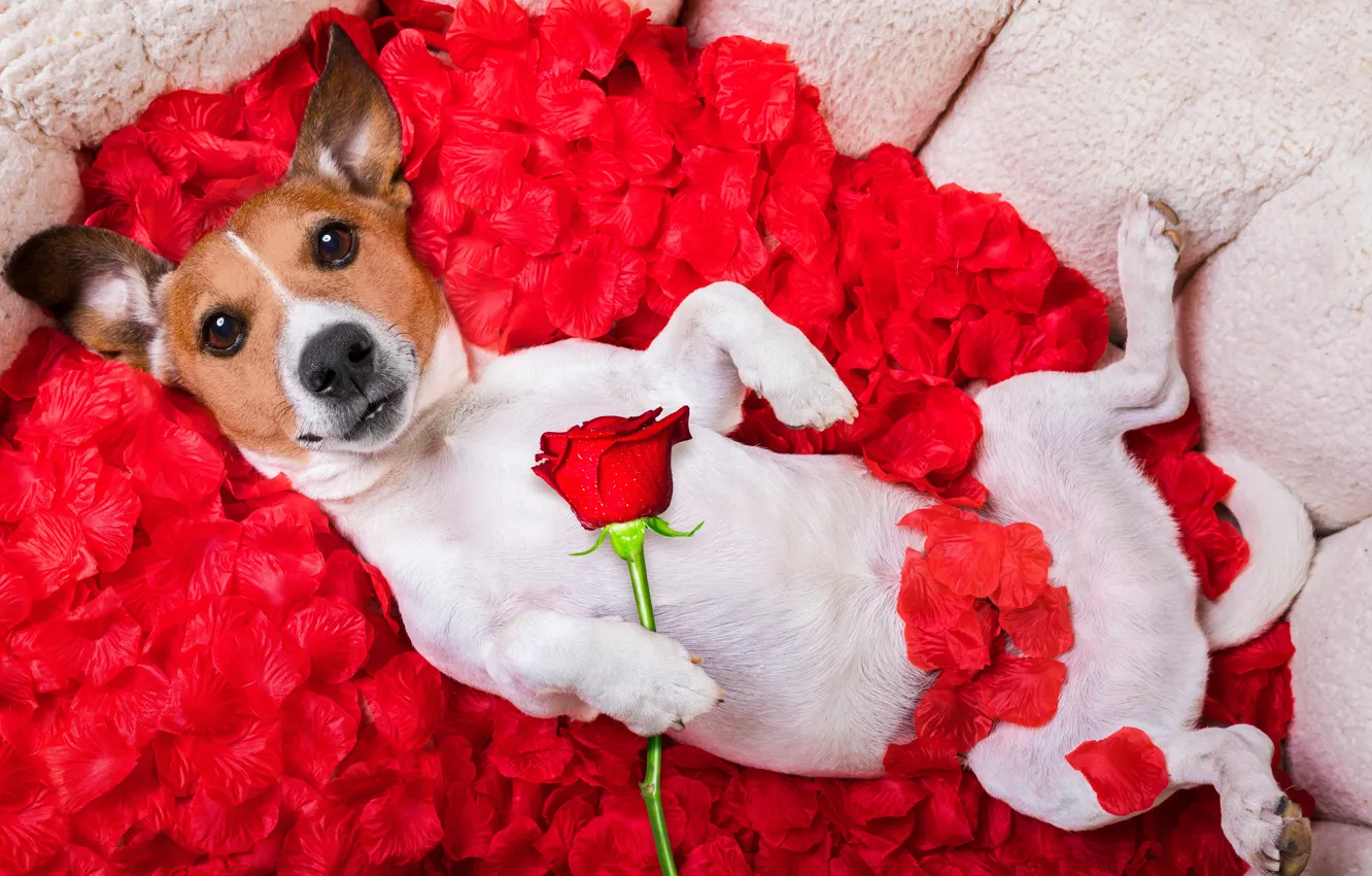 Фото обои собака, лепестки, rose, красная роза, dog, funny, petals