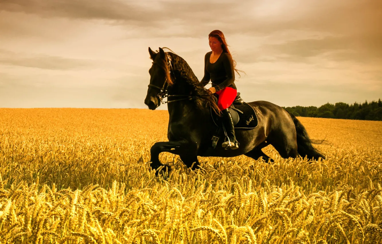 Фото обои girl, horse, wheat field, riding, farmland
