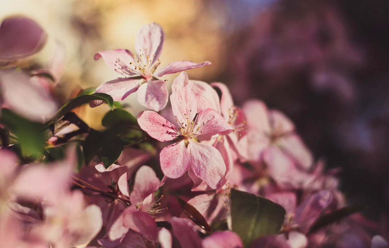 Фото обои солнце, закат, дерево, весна, май, яблоня, розовая яблоня, цветение яблони