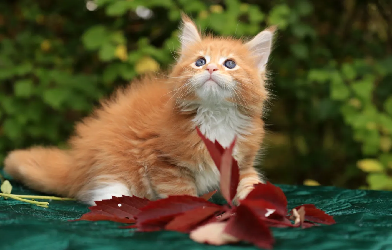 Фото обои рыжая, котёнок, Мейн-кун