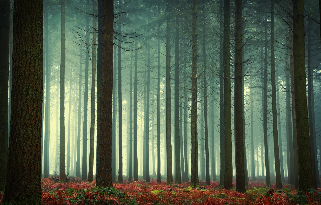Фото обои лес, туман, папоротники
