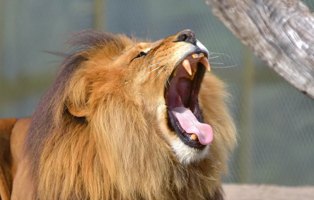 Фото обои язык, кошка, лев, пасть, клыки, зевает
