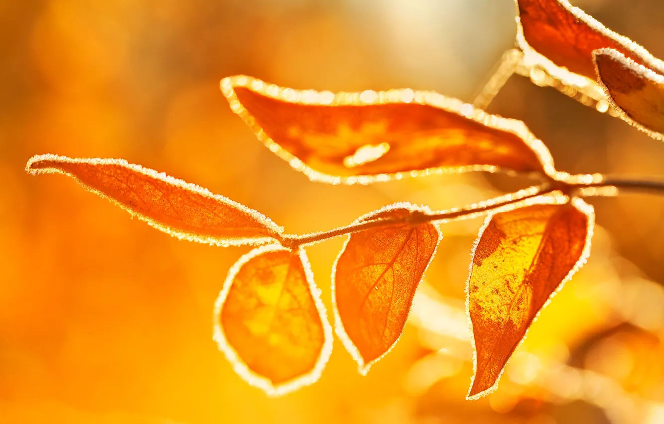 Фото обои иней, осень, листья