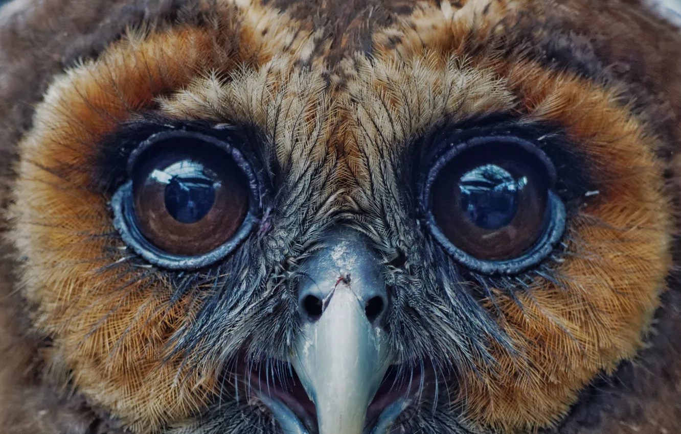 Фото обои eyes, feathers, Owl, beak