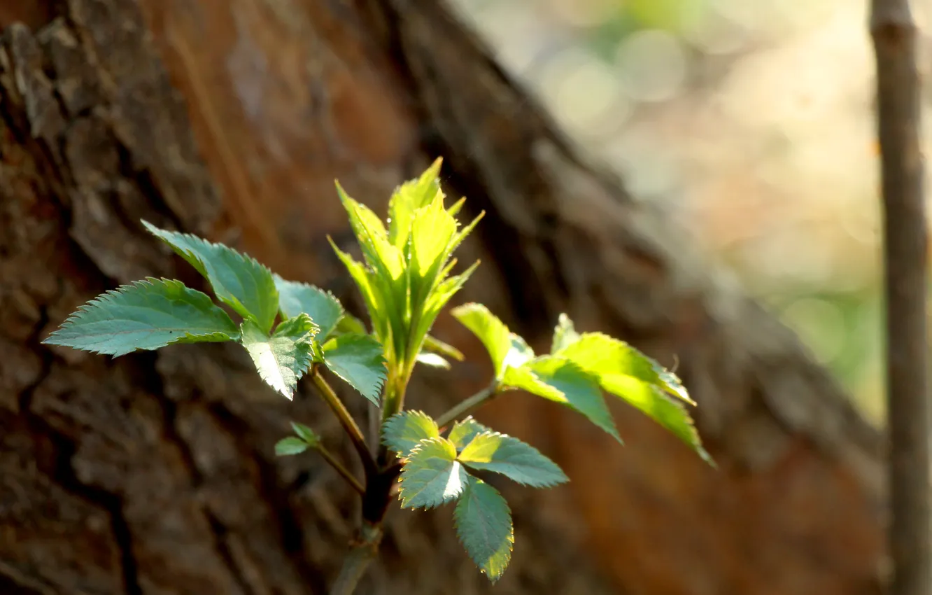 Фото обои green, leafs, spring, plant