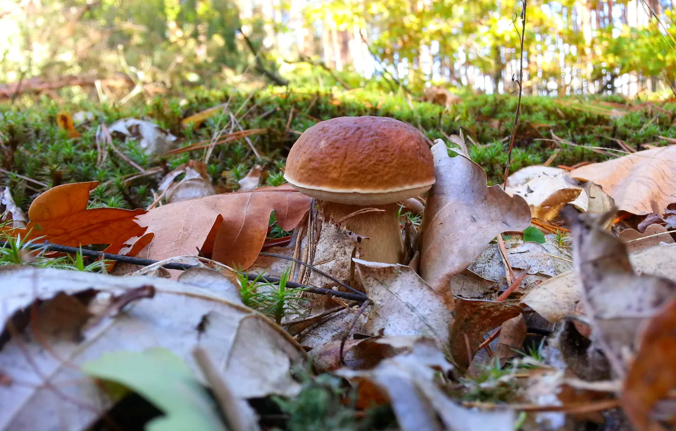 Фото обои белый, природа, гриб, листья дуба, осень в лесу