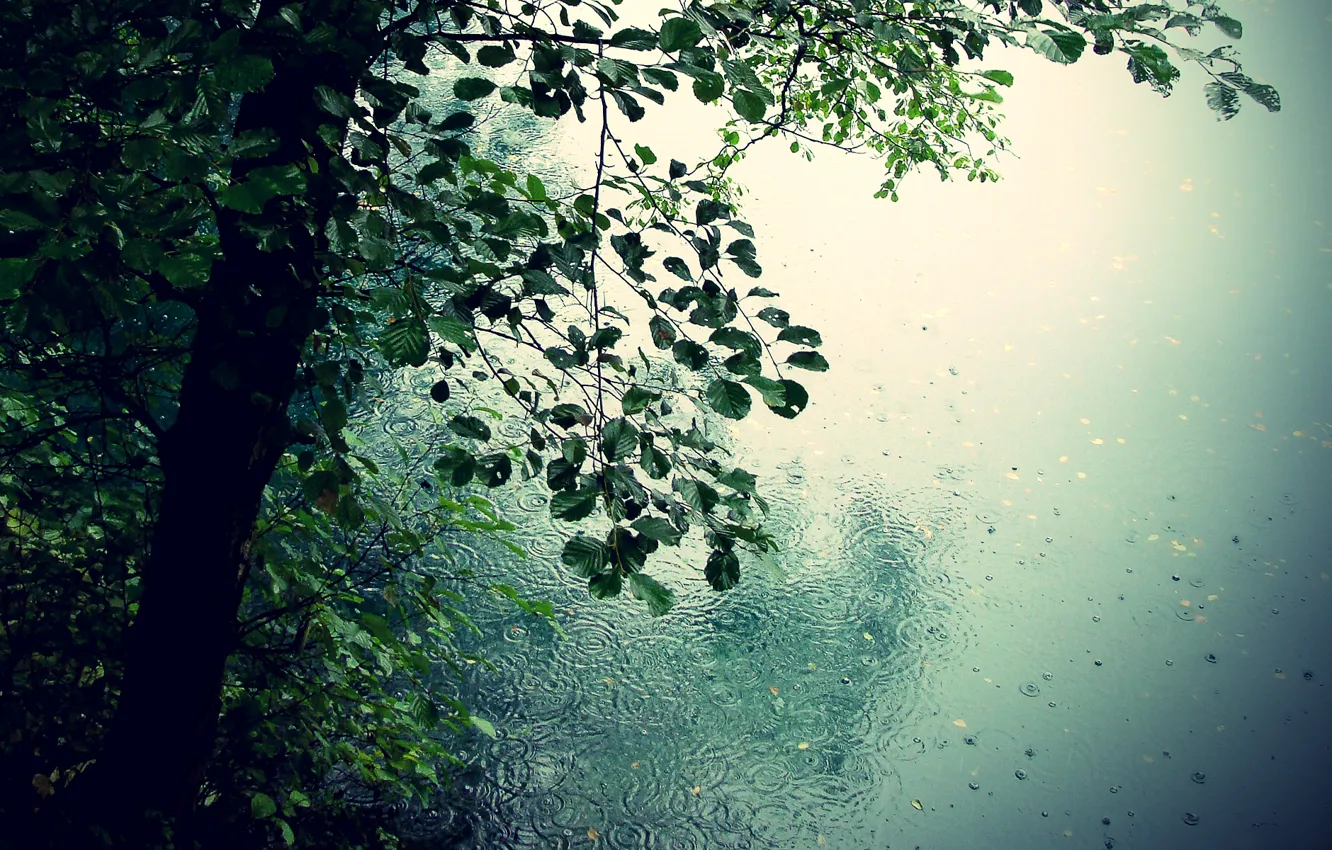 Фото обои листья, капли, деревья, природа, дождь, романтика, лужи