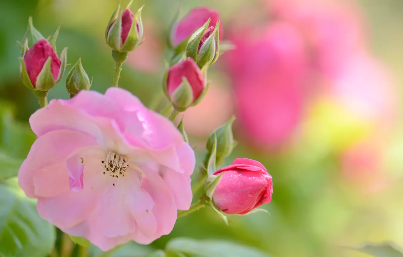 Фото обои цветок, розовая, нежность, роза