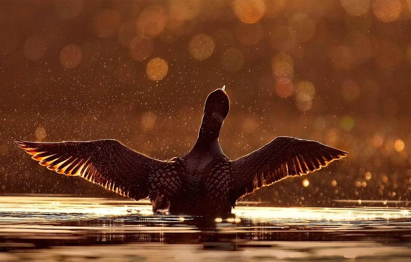 Фото обои вода, брызги, птица, крылья, утка