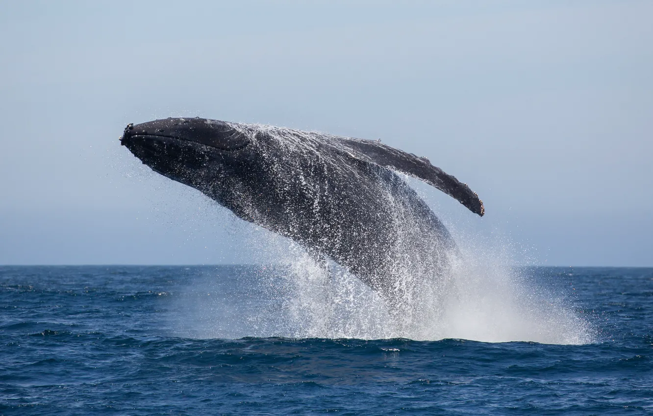 Фото обои ocean, splash, jumping, whale, humpback