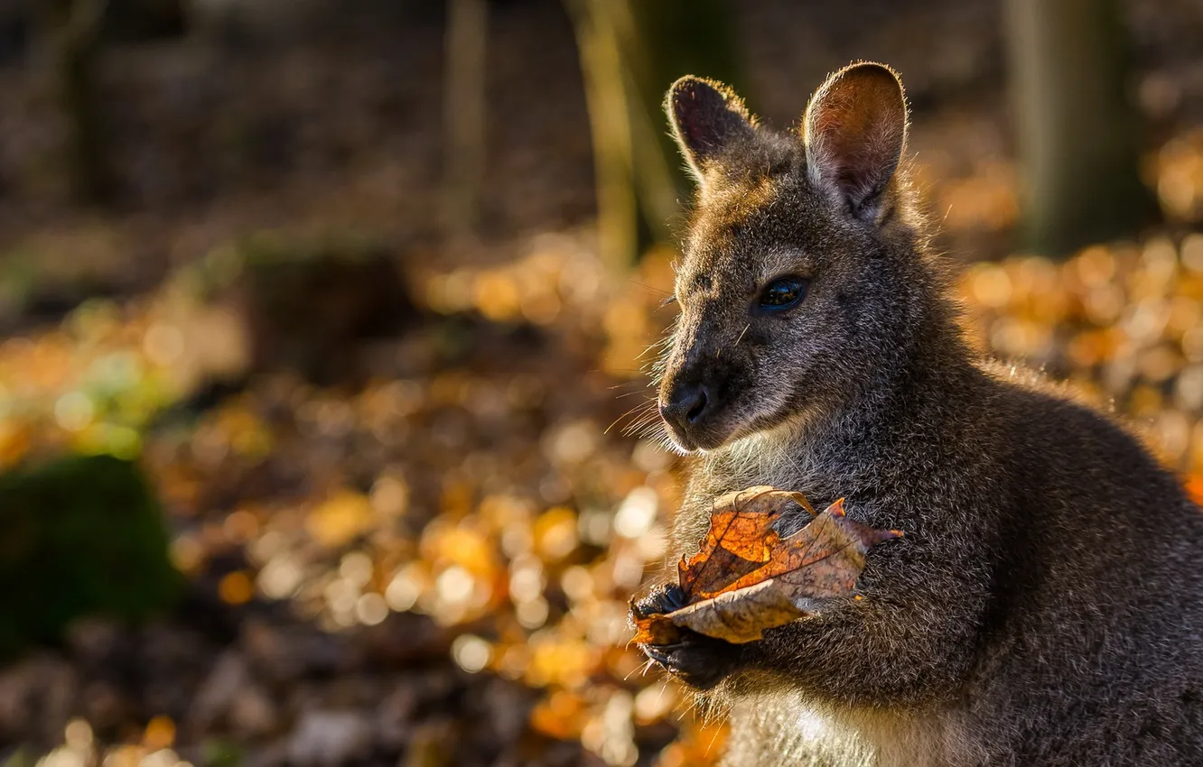 Фото обои осень, природа, кенгуру