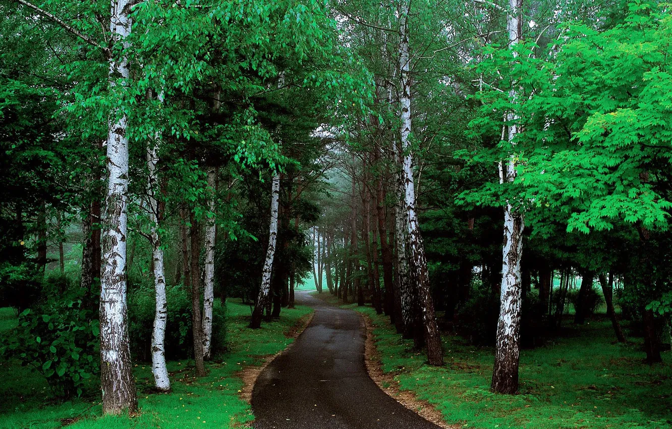 Фото обои дорога, лес, трава, деревья