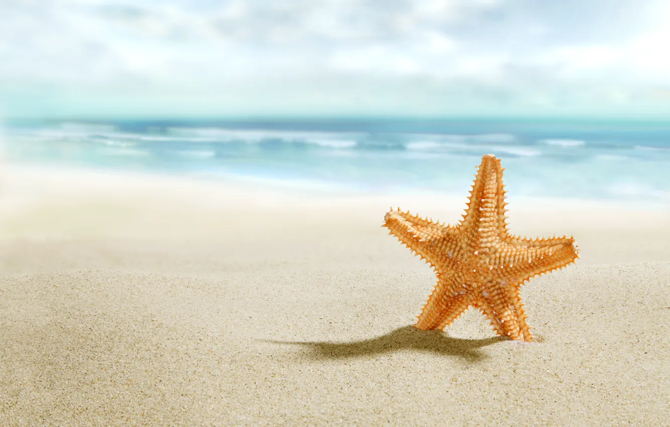Фото обои beach, sea, sand, starfish