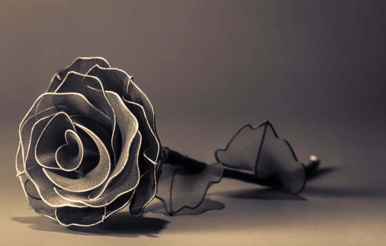 Фото обои цветы, фон, widescreen, черно-белый, обои, роза, лепестки, wallpaper