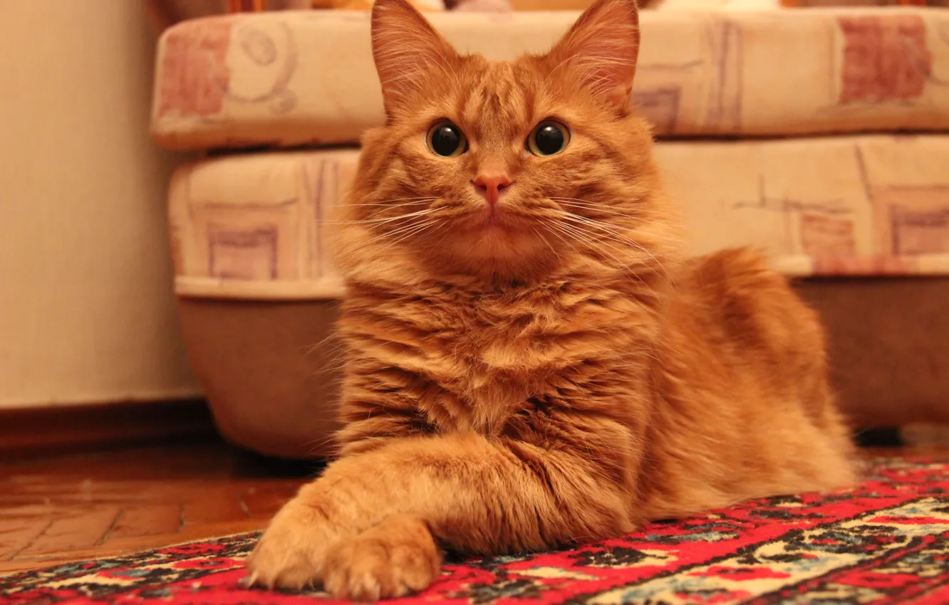 Фото обои глаза, кот, усы, кошки, ковер, кресло, шерсть, рыжий