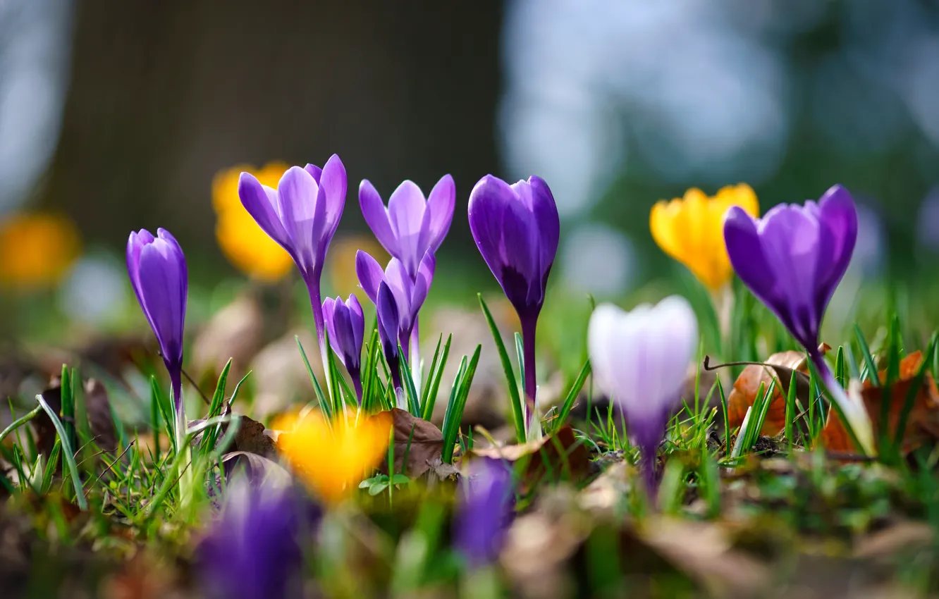 Фото обои макро, весна, боке, Крокусы, Шафран